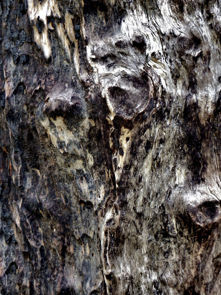 scarred burnt tree trunk3