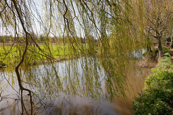 River with willow trees