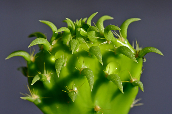 Cactus green plants