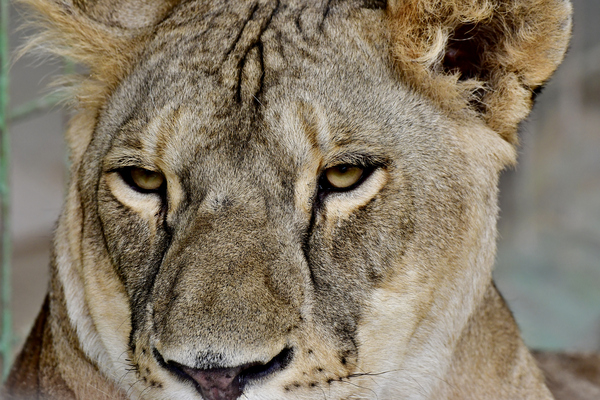 Portrait of a Lion King