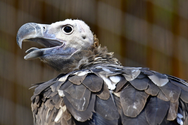 vulture face