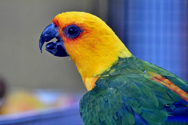 The Sun Parakeet or Sun Conure