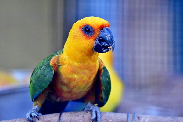 The Sun Parakeet or Sun Conure