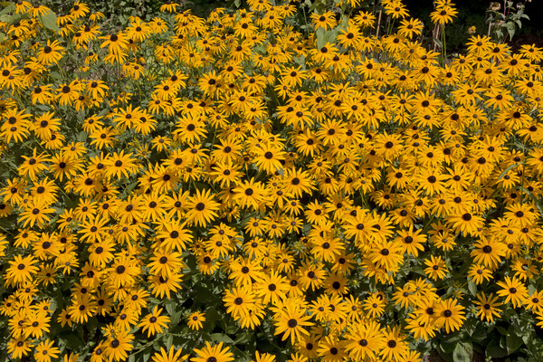 Yellow daisies background