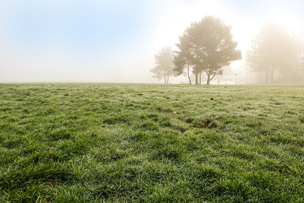foggy winter meadow scene