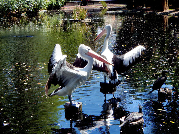 pelican rest8
