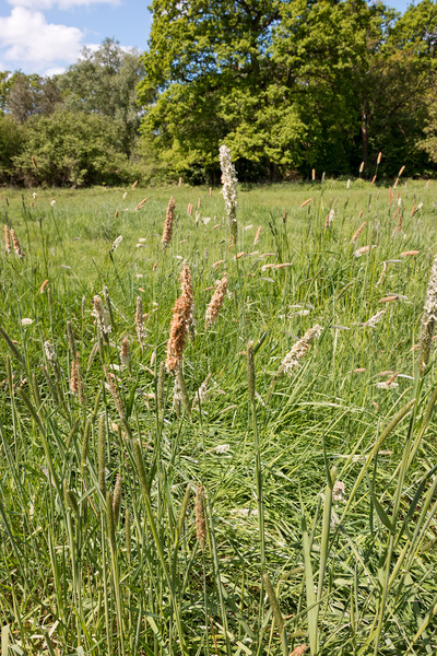 Meadow grasses