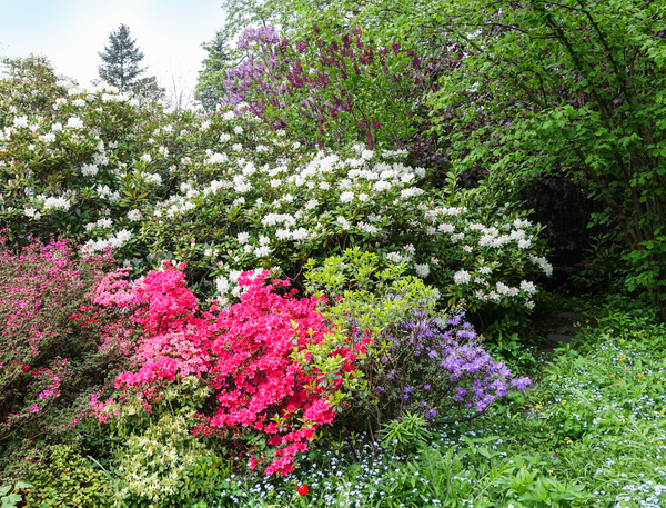 colourful garden bushes