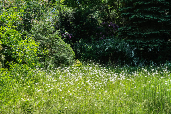 a meadow of wild flowers