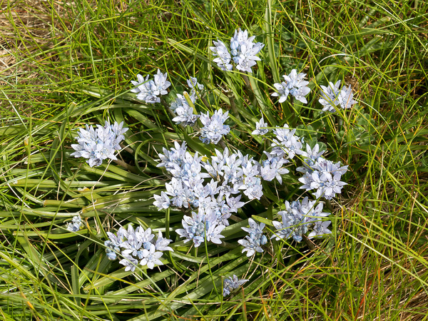 Spring squill flowers