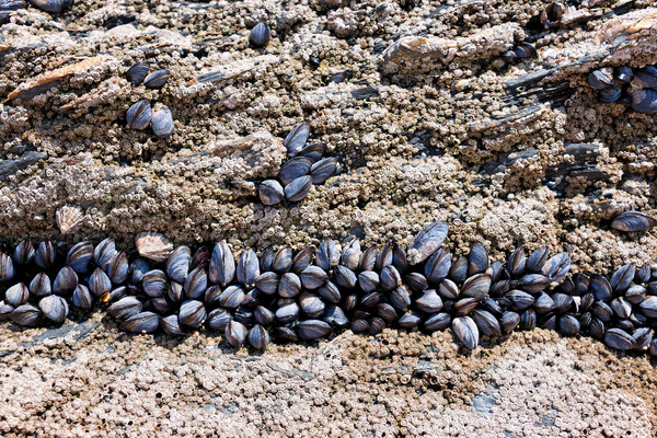 Band of mussels