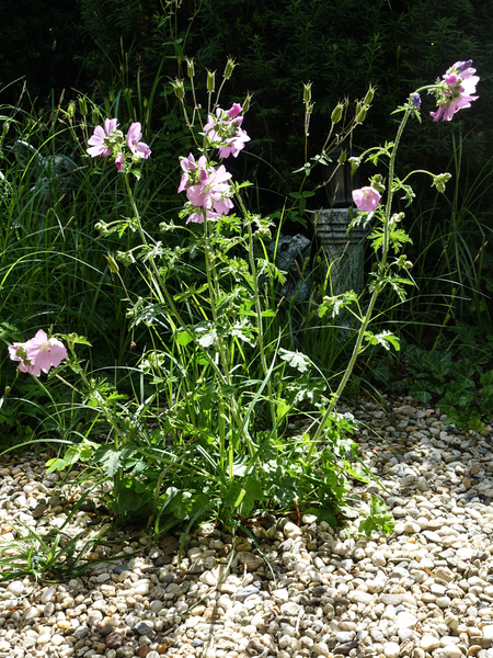 rosy mallow plant 3
