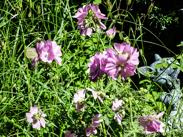 rosy mallow plant