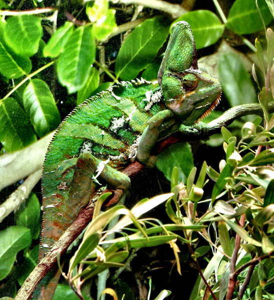 chameleon camouflage1