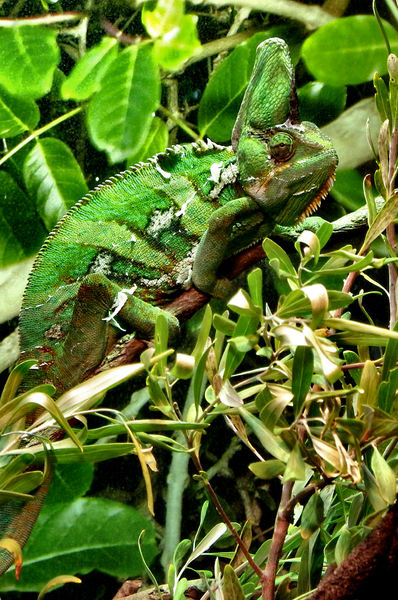 chameleon camouflage2