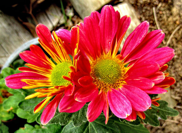 radiating colored petals