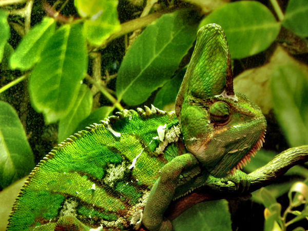 chameleon camouflage4