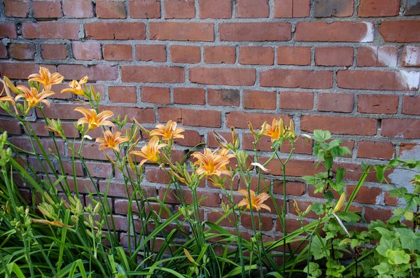 flowers and brick wall