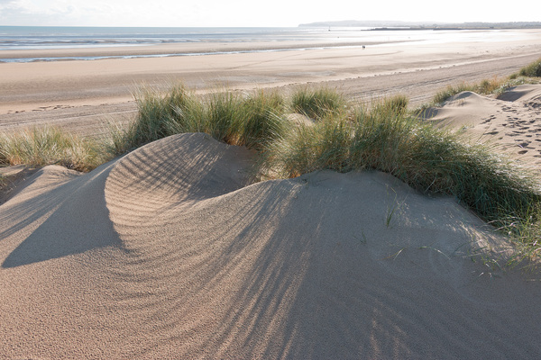 Sand dunes with marram grass