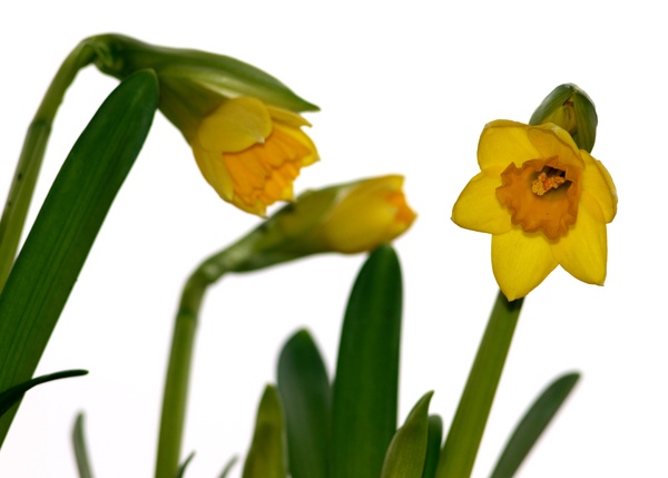 Daffodils, isolated