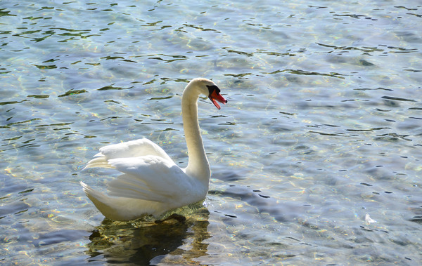 beautiful swan