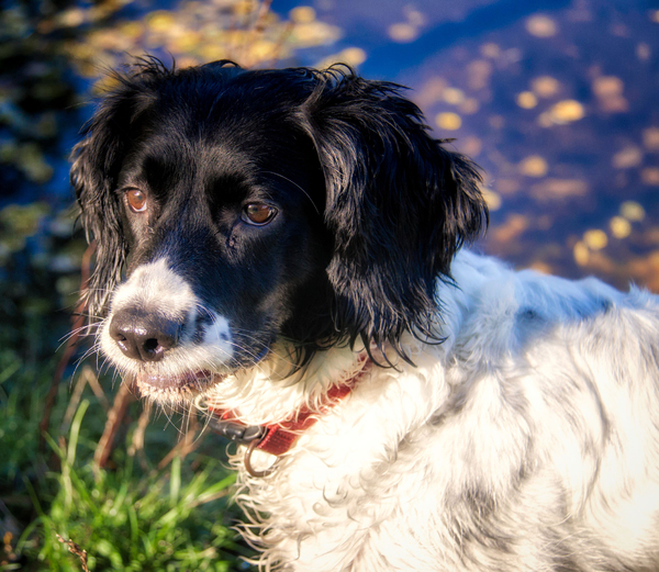 Springer Spaniel At Large: Ruby enjoying a walk in the local countryside and contemplating a swim in the pond.