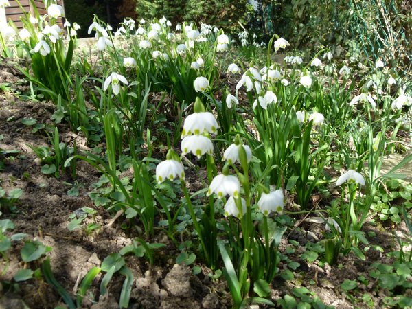 Snowdrops 'Arrival of Spring' 