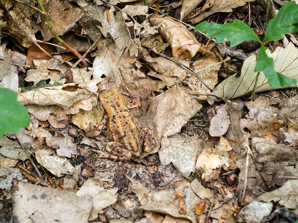 toad on forest floor