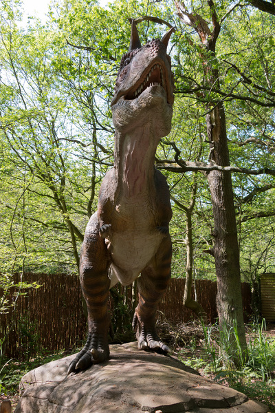 Carnotaurus dinosaur