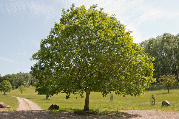 Parkland with walnut tree