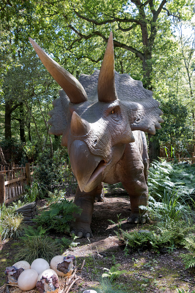 Triceratops dinosaur