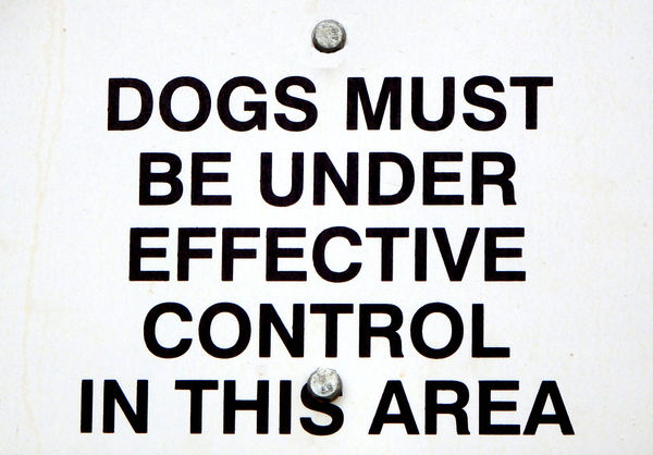 animal control here