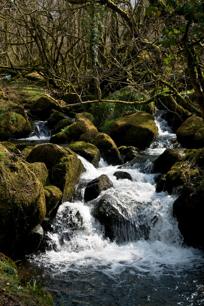 Mossy woodland stream