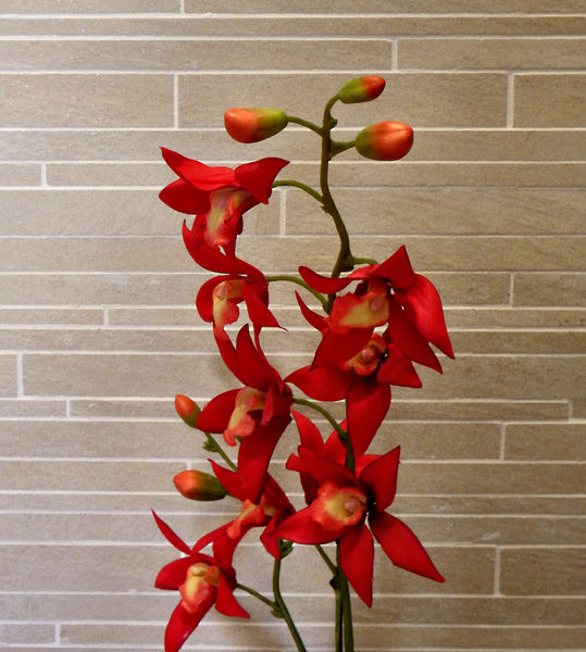 red orchid flowers