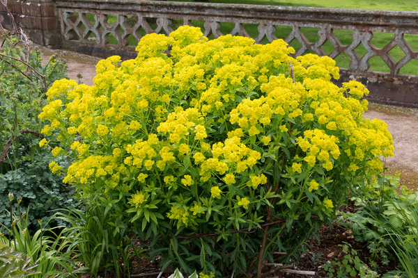 Euphorbia flowers