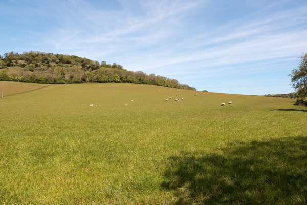 Sheep meadow: A sheep meadow at Levin Down, on the South Downs, West Sussex, England, in spring.