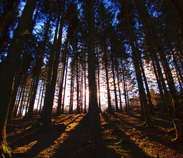 Beacon Fell: Fir trees at sunset.  Beacon Fell, Lancashire.
