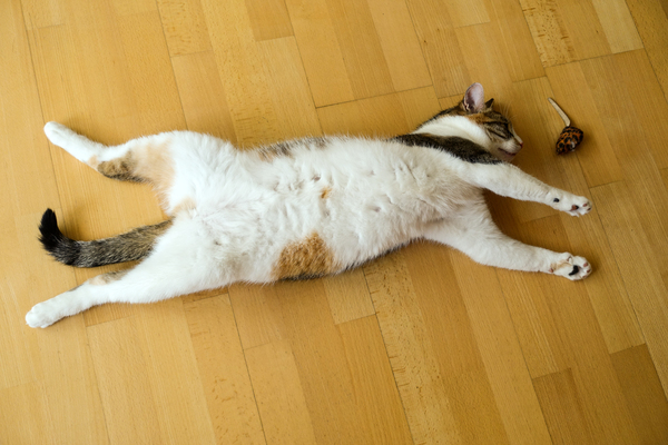 cat yoga: cat yoga
