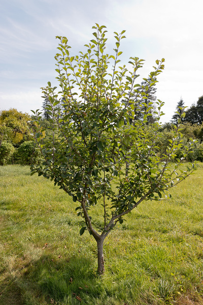 jonge appelboom: 