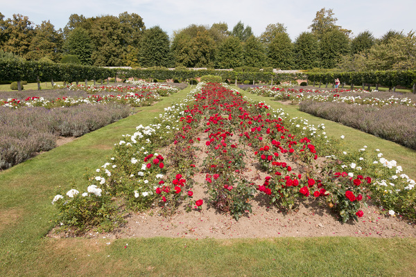 Rose gardens