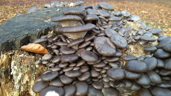 Mushrooms, Fungis on tree