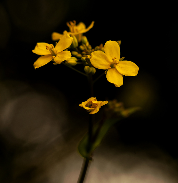 Rapeseed Flower: Rapeseed, aka canola, flowerhead isolated against a dark background.