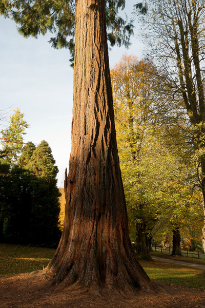 Redwood tree