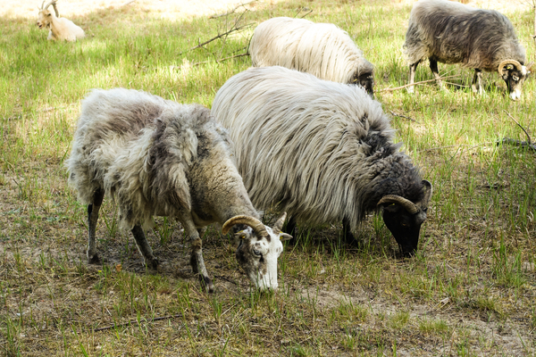 grazing sheep and goat 3