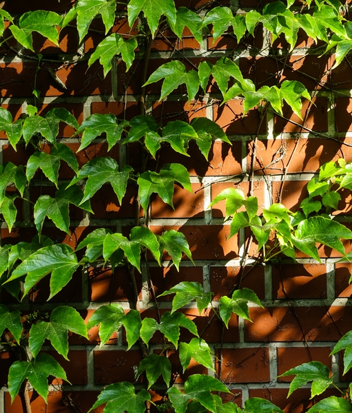 ivy on brick wall