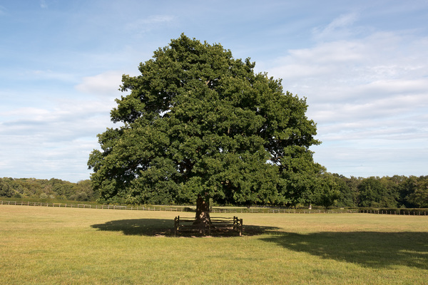 Protected oak tree