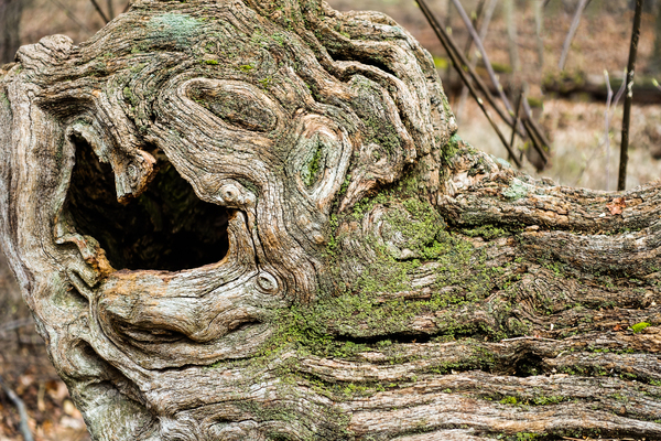 mossy tree bark hollow