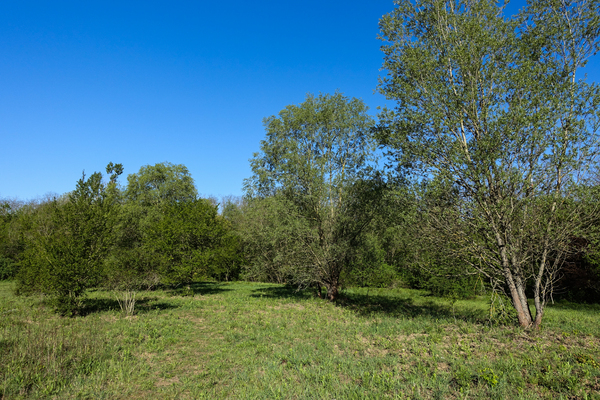 spring meadow landscape
