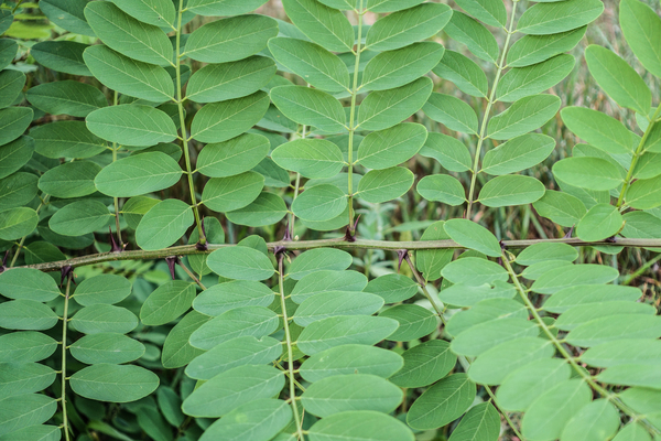 robinia leafs