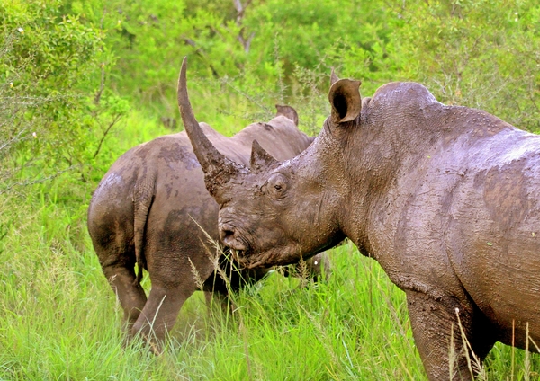 White Rhino / Rhinoceros 2